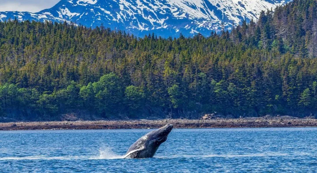 Norwegian Joy ile Alaska (Uçaklı Paket)-7