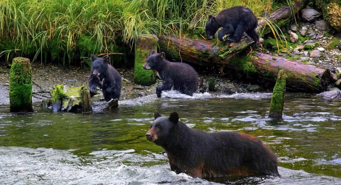 Norwegian Joy ile Alaska (Uçaklı Paket)-5